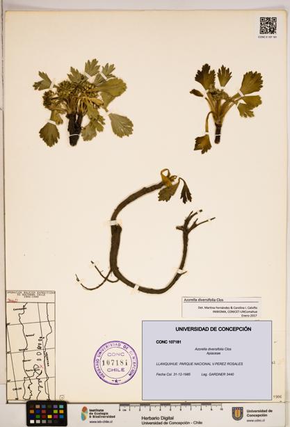 Azorella diversifolia [Espécimen: ]