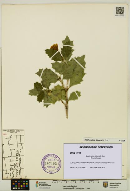 Desfontainia fulgens [Espécimen: UDEC:CONC:0107195]