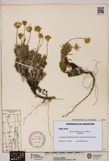 Senecio chilensis var. chilensis [Espécimen: UDEC:CONC:0107197]
