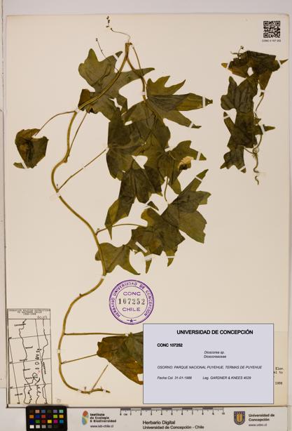 Dioscorea sp. [Espécimen: ]