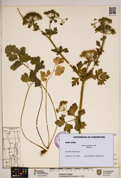 Apium prostratum [Espécimen: ]