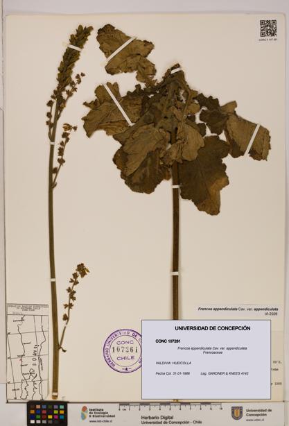 Francoa appendiculata [Espécimen: ]