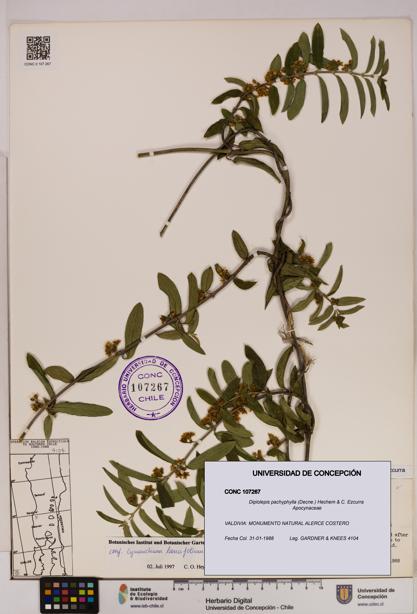 Diplolepis pachyphylla [Espécimen: UDEC:CONC:0107267]