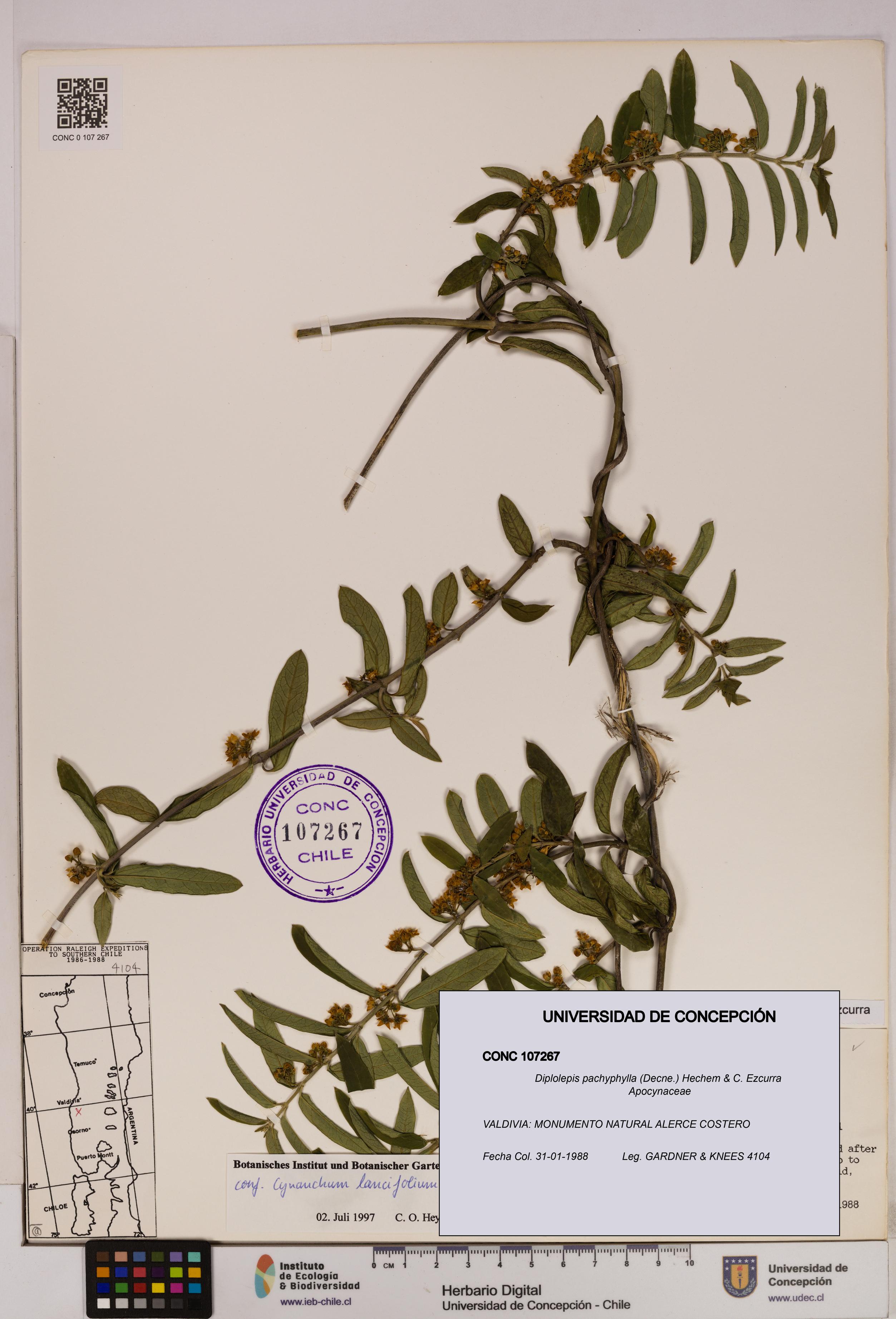 Diplolepis pachyphylla [Espécimen: UDEC:CONC:0107267]