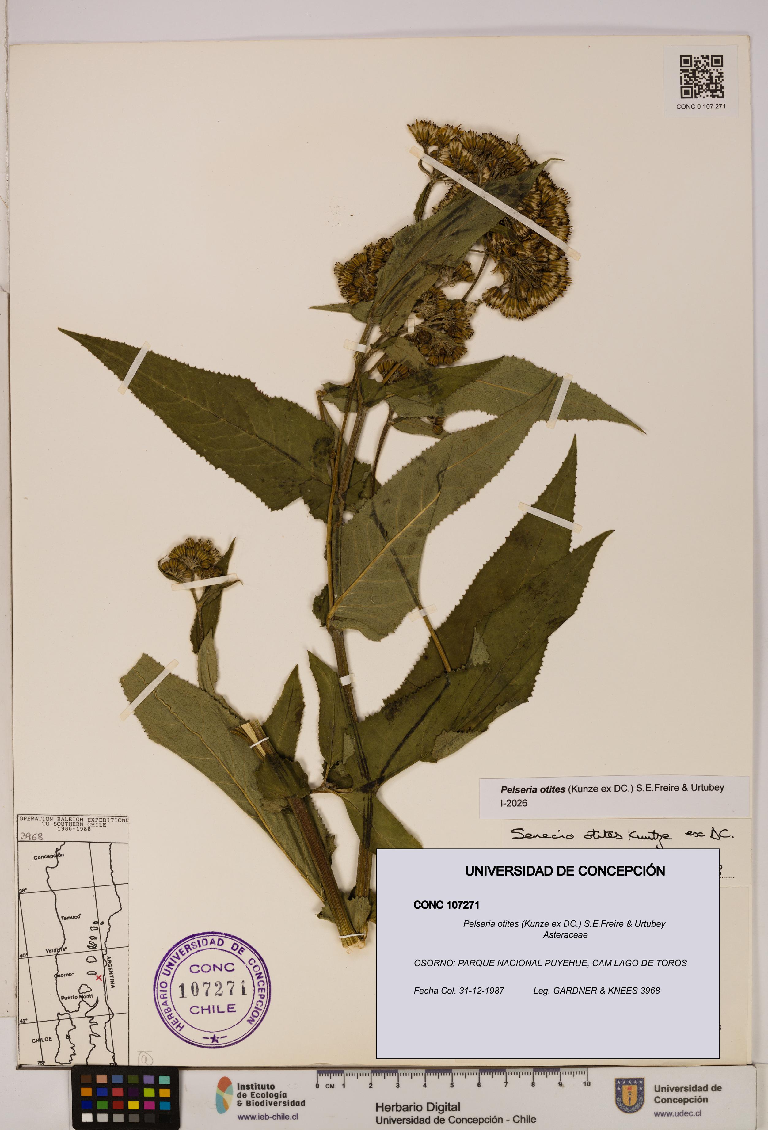 Pelseria otites [Espécimen: ]