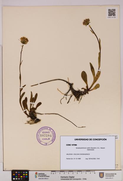 Symphyotrichum vahlii [Espécimen: UDEC:CONC:0107384]