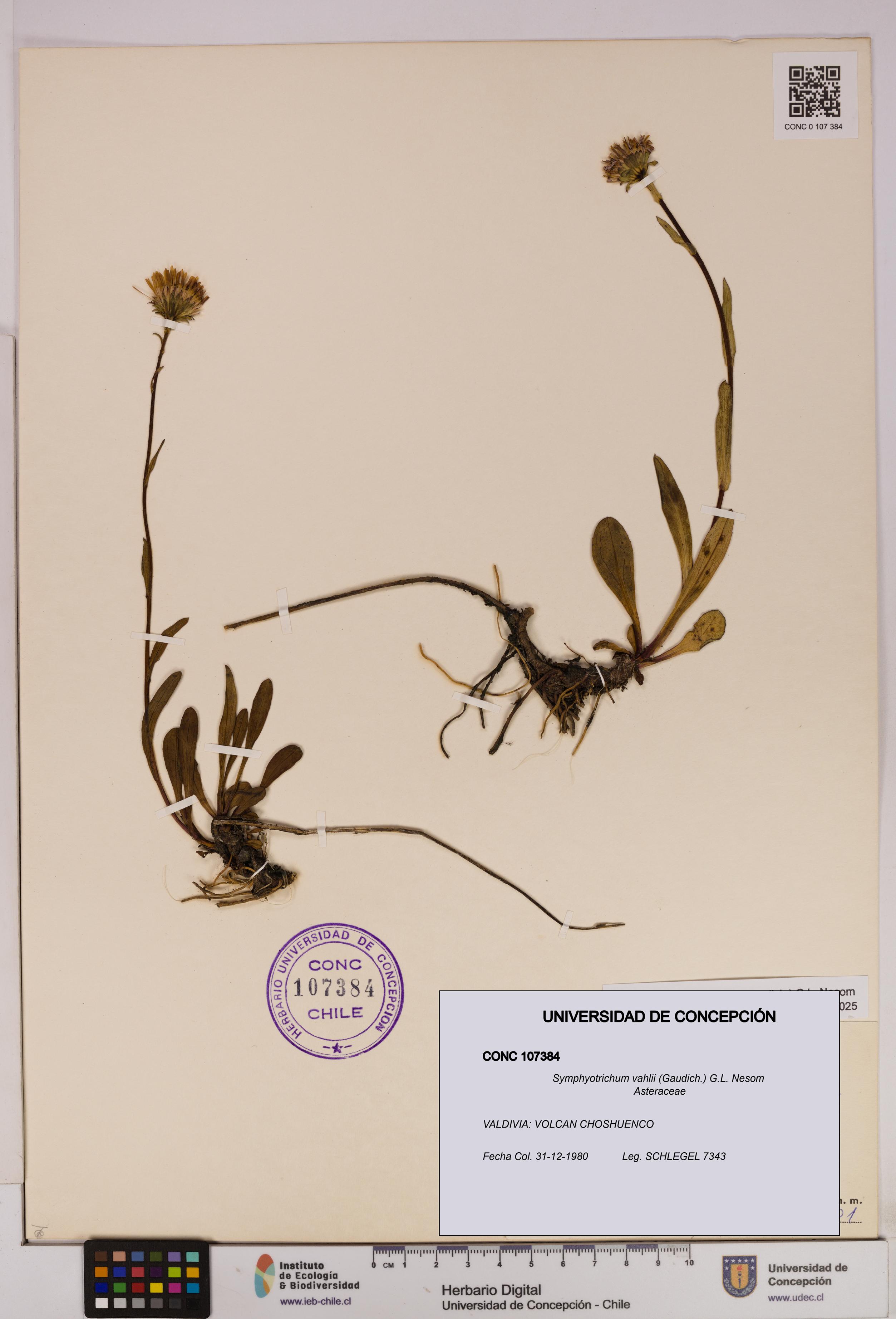 Symphyotrichum vahlii [Espécimen: UDEC:CONC:0107384]