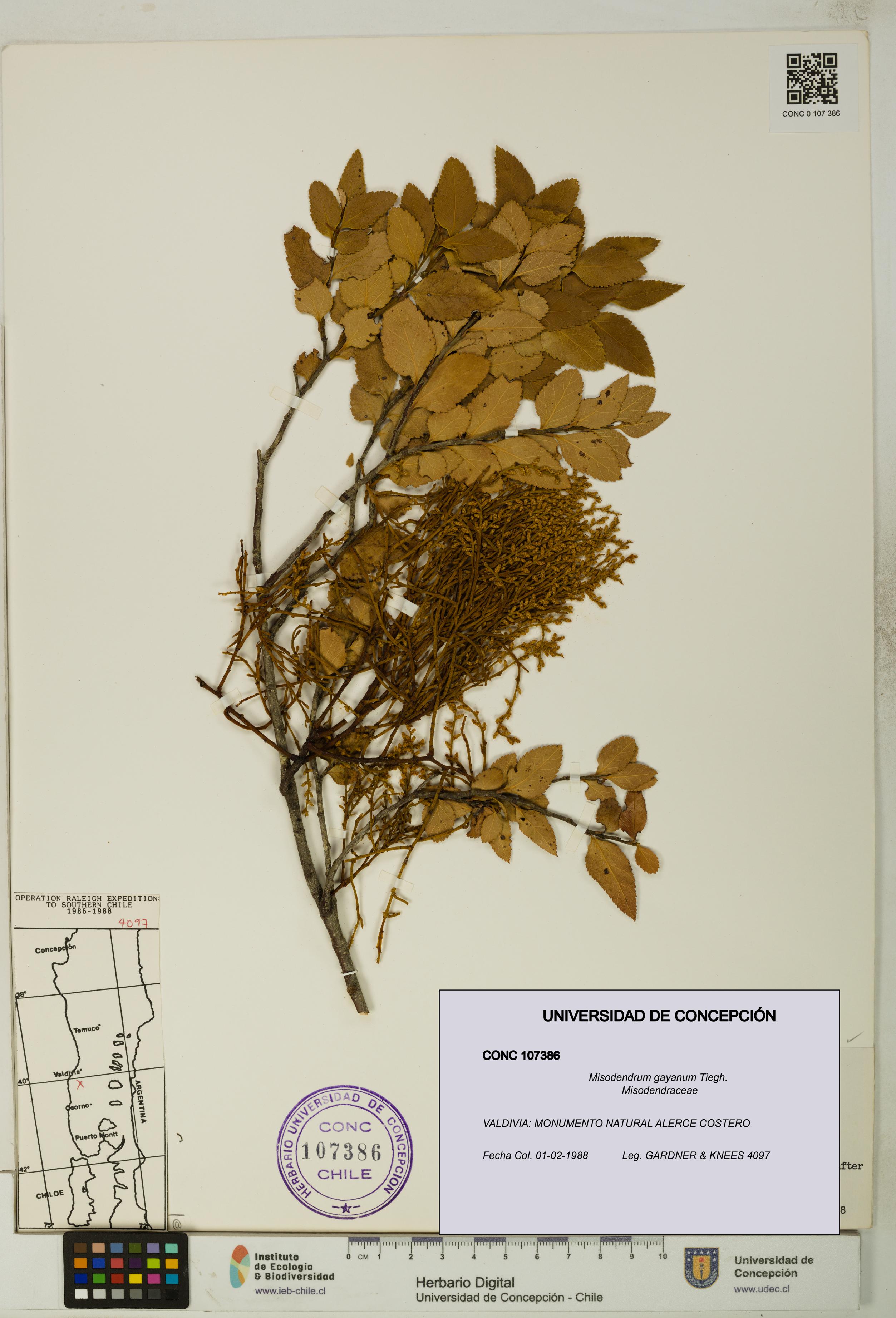 Misodendrum gayanum [Espécimen: UDEC:CONC:0107386]