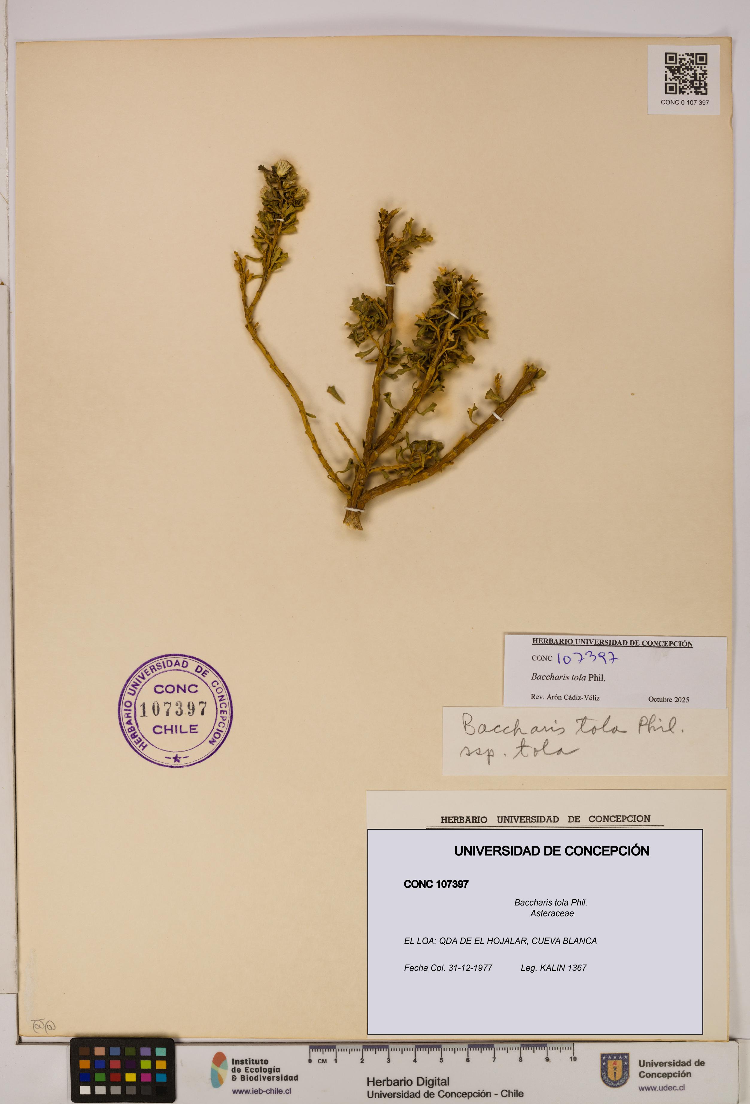 Baccharis tola [Espécimen: UDEC:CONC:0107397]