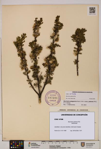 Baccharis patagonica [Espécimen: UDEC:CONC:0107398]