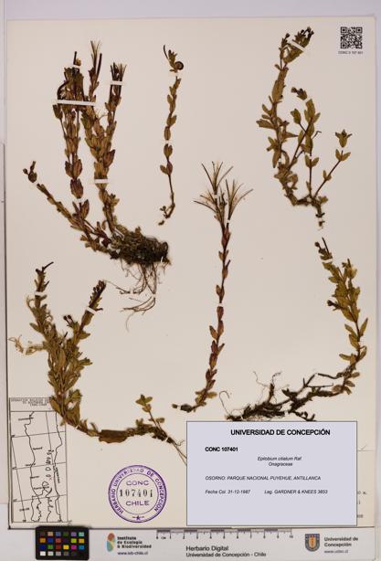 Epilobium ciliatum [Espécimen: UDEC:CONC:0107401]
