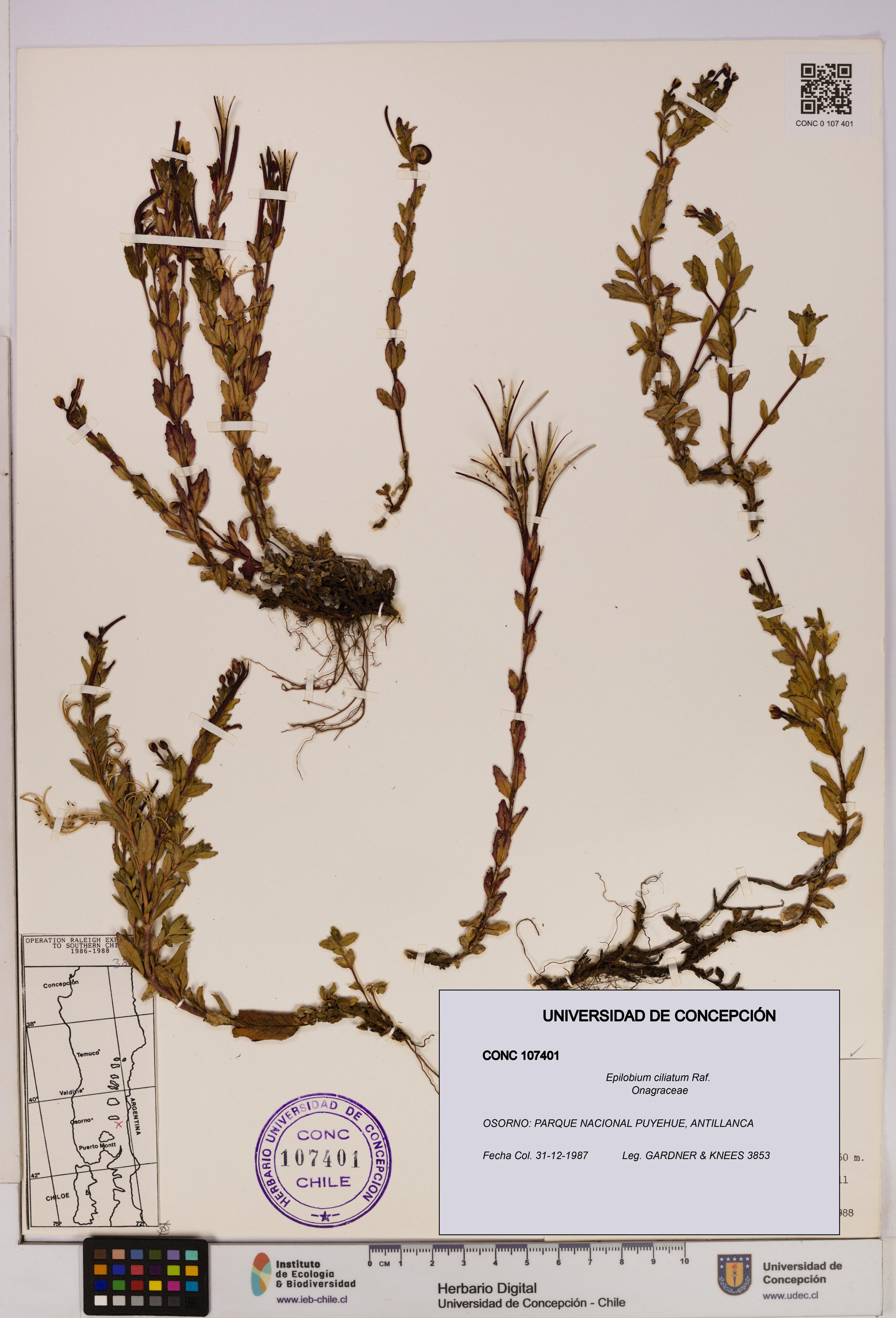 Epilobium ciliatum [Espécimen: UDEC:CONC:0107401]