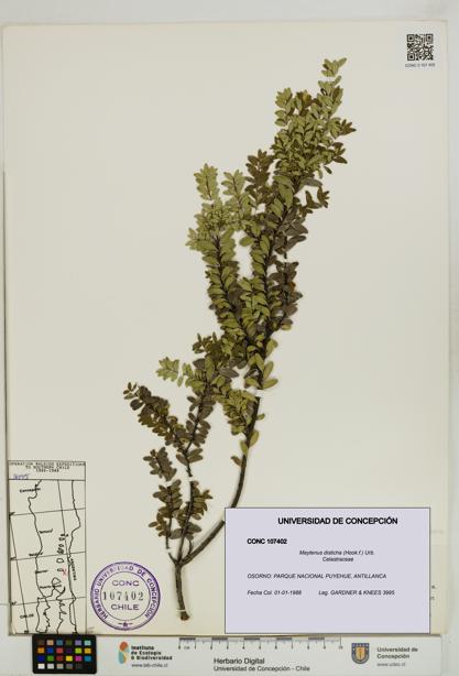 Maytenus disticha [Espécimen: UDEC:CONC:0107402]