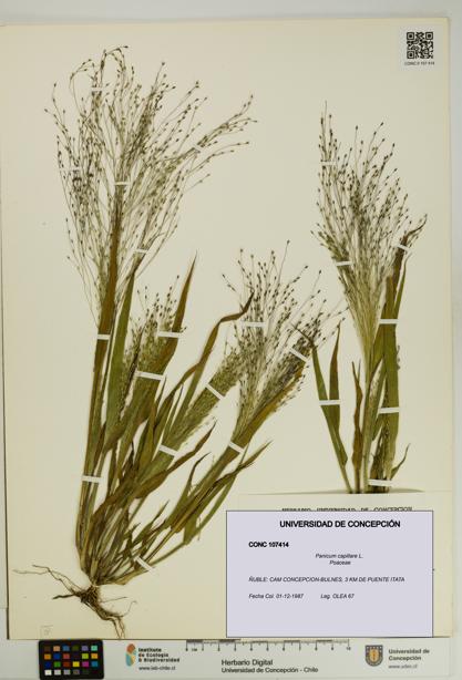 Panicum capillare [Espécimen: UDEC:CONC:0107414]