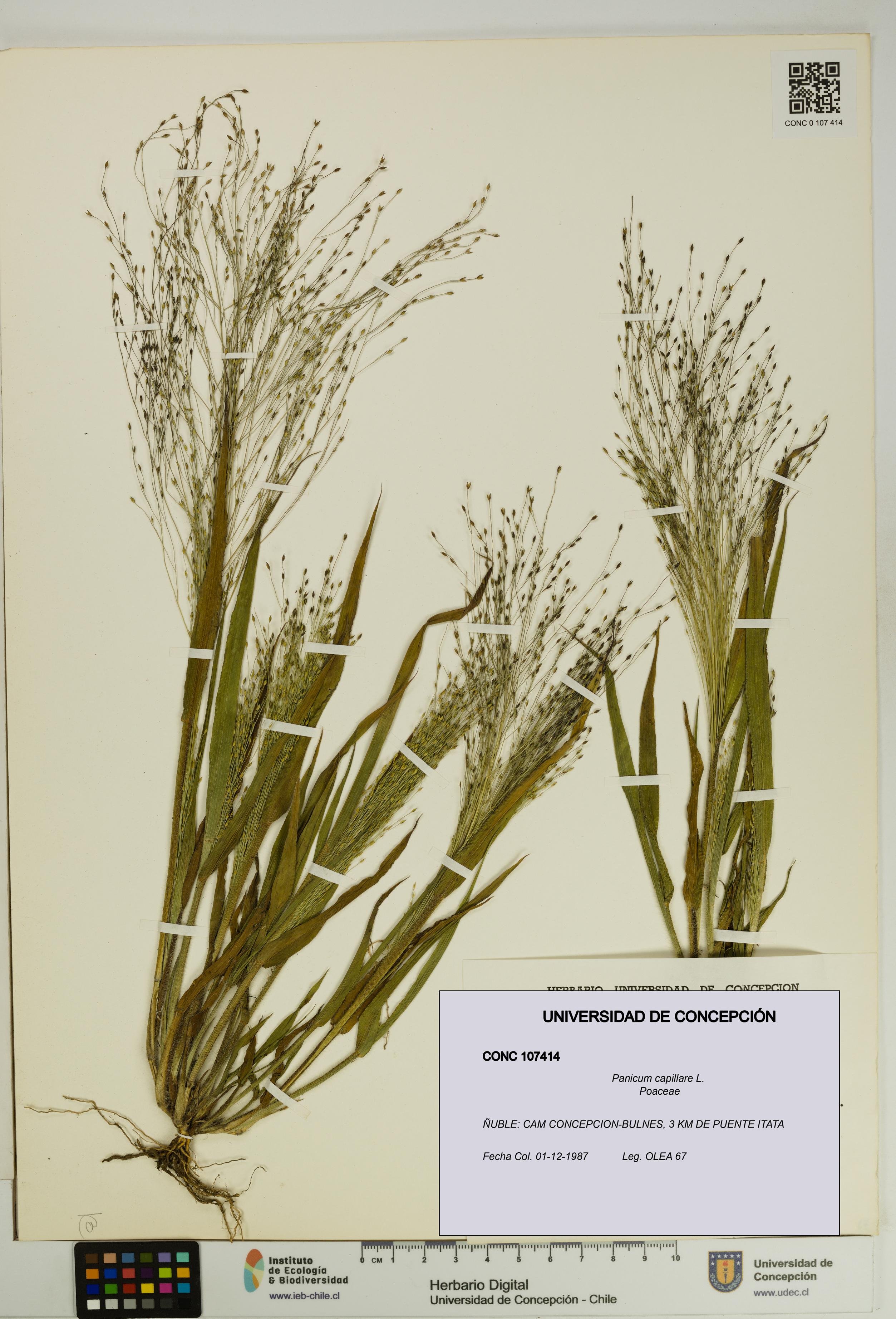 Panicum capillare [Espécimen: UDEC:CONC:0107414]