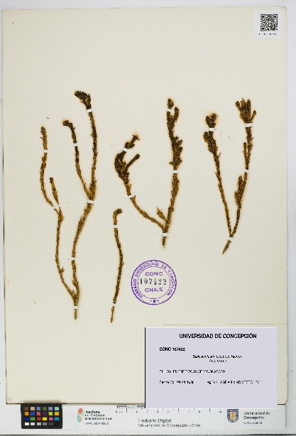 Diplostephium tacorense [Espécimen: UDEC:CONC:0107422]