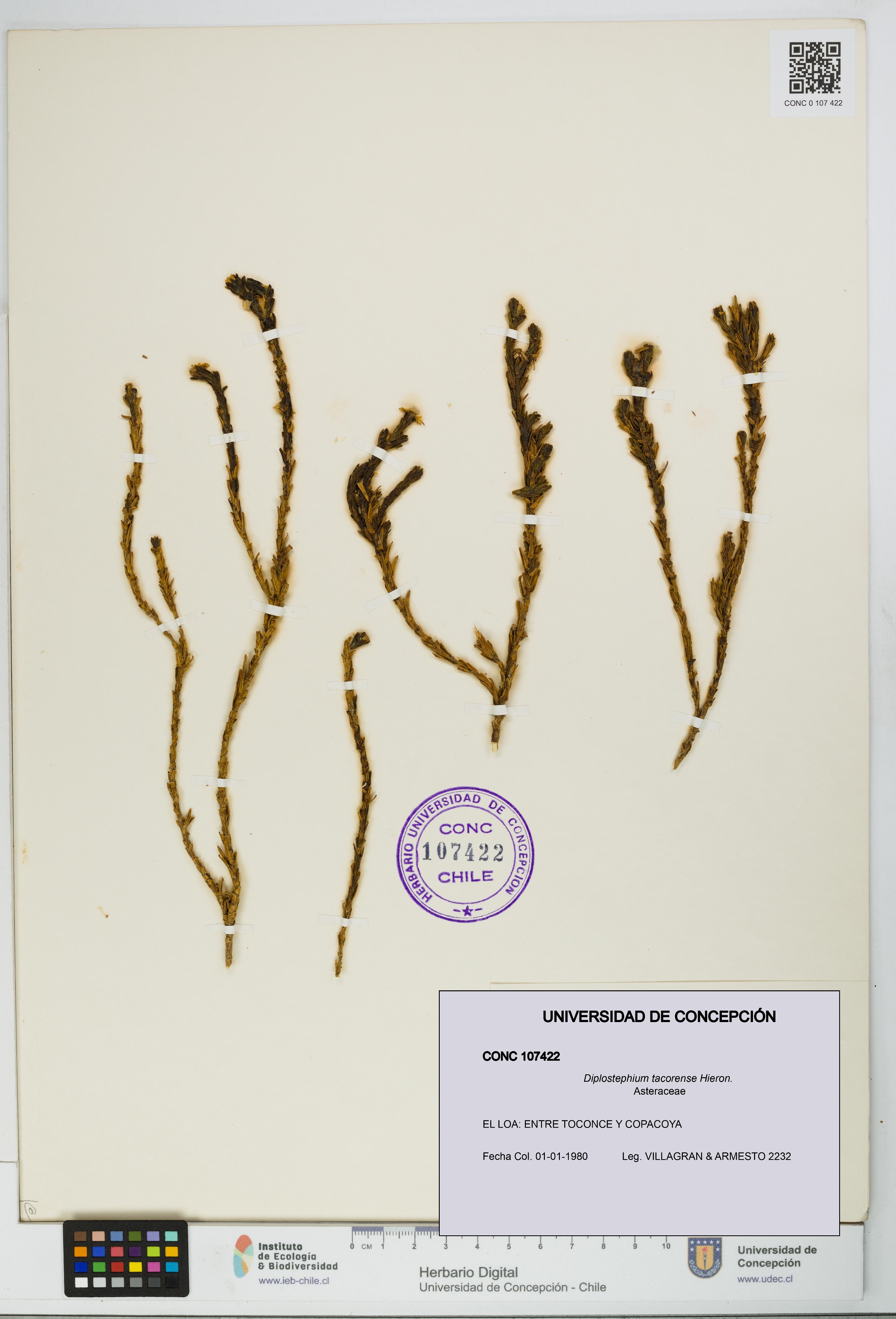 Diplostephium tacorense [Espécimen: UDEC:CONC:0107422]