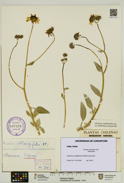 Encelia canescens [Espécimen: UDEC:CONC:0107424]