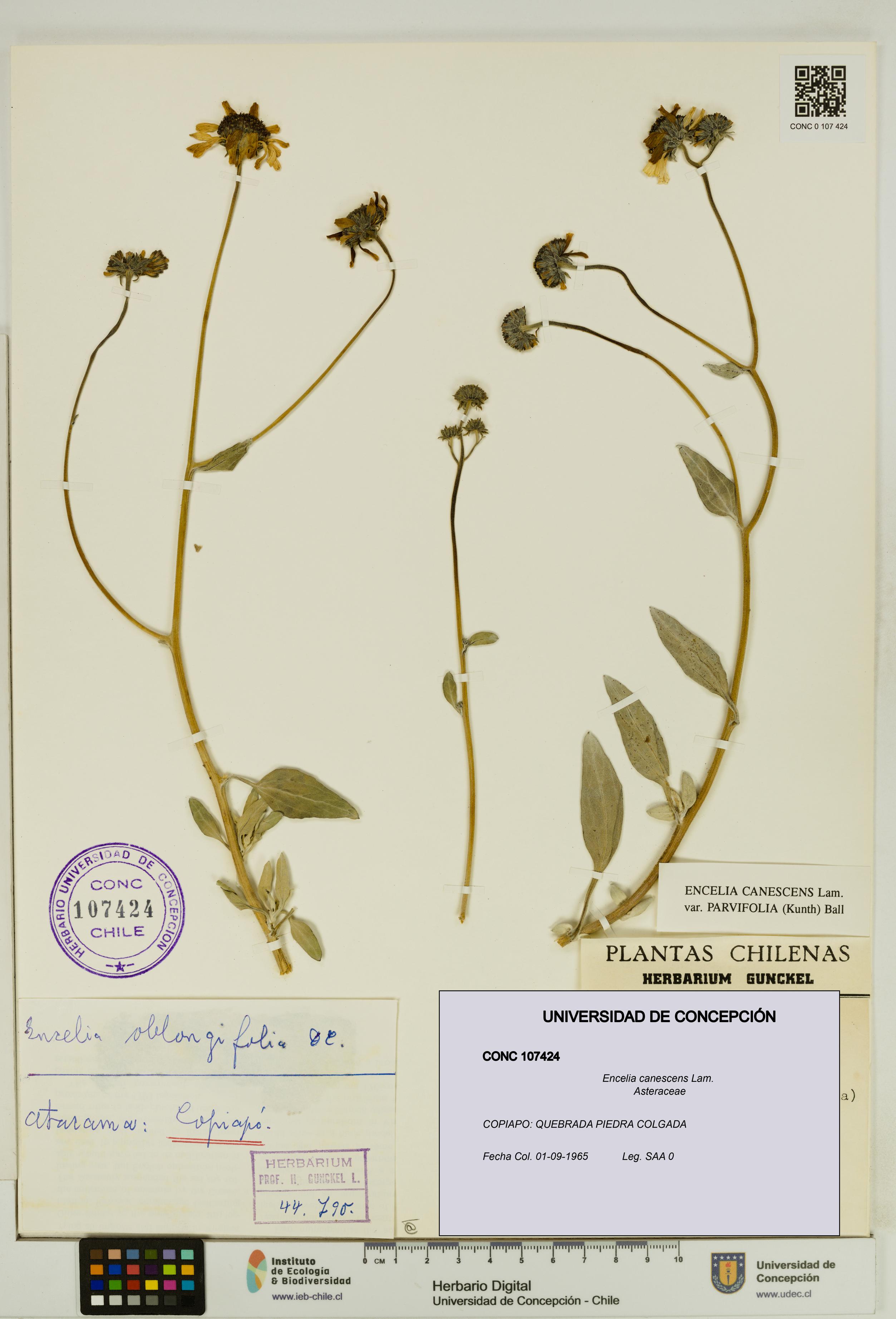 Encelia canescens [Espécimen: UDEC:CONC:0107424]