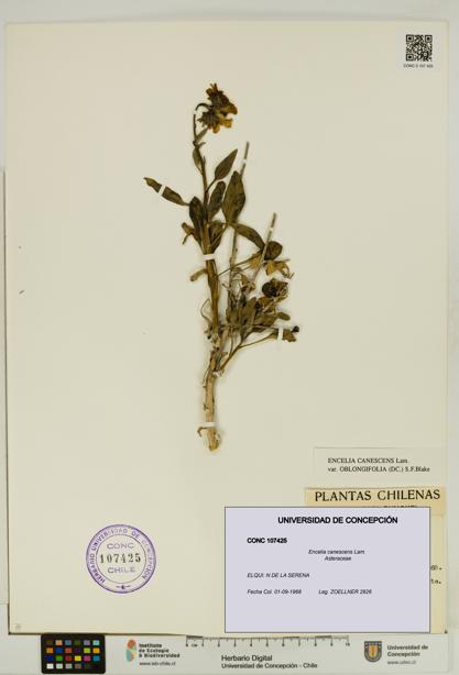 Encelia canescens [Espécimen: UDEC:CONC:0107425]