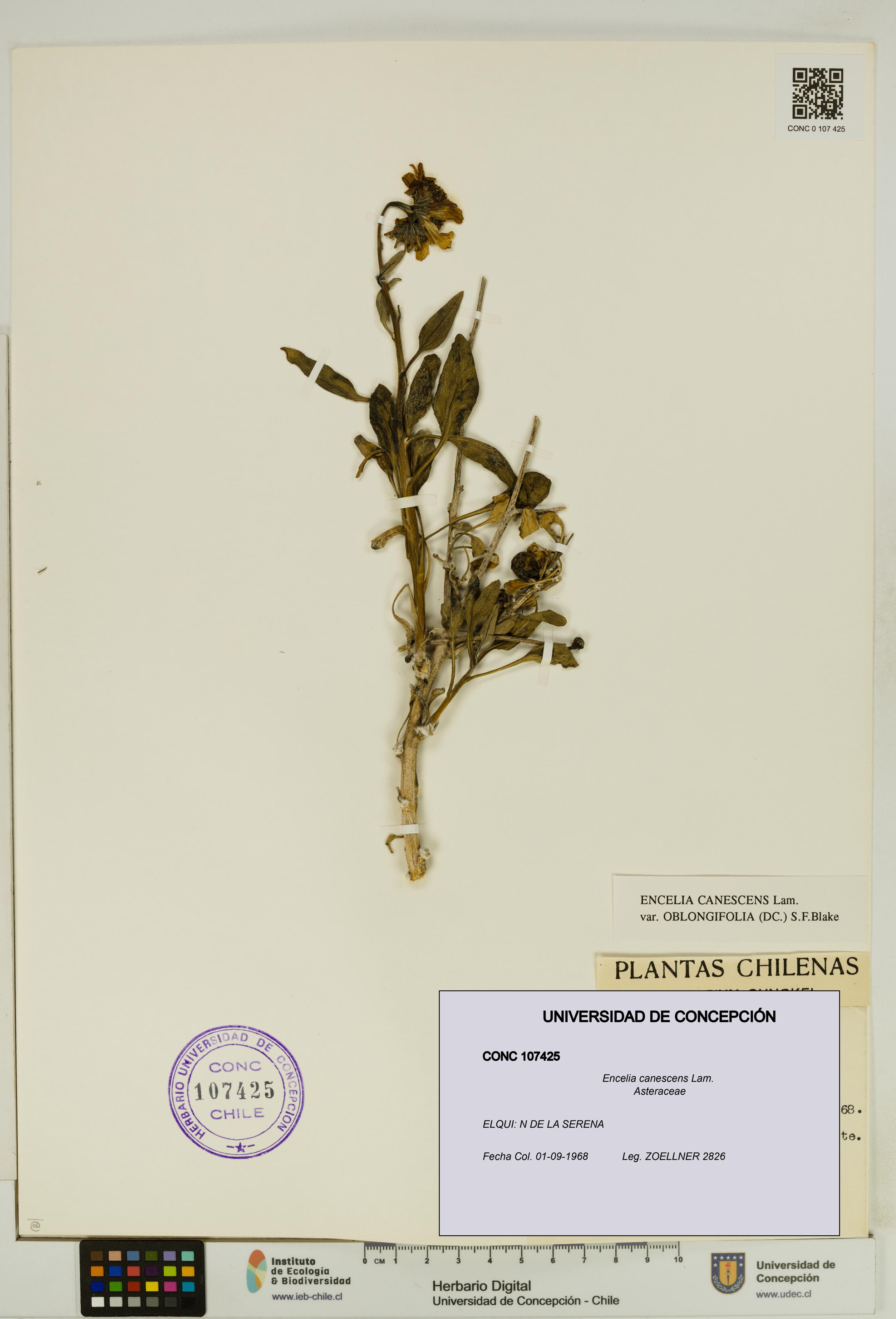 Encelia canescens [Espécimen: UDEC:CONC:0107425]