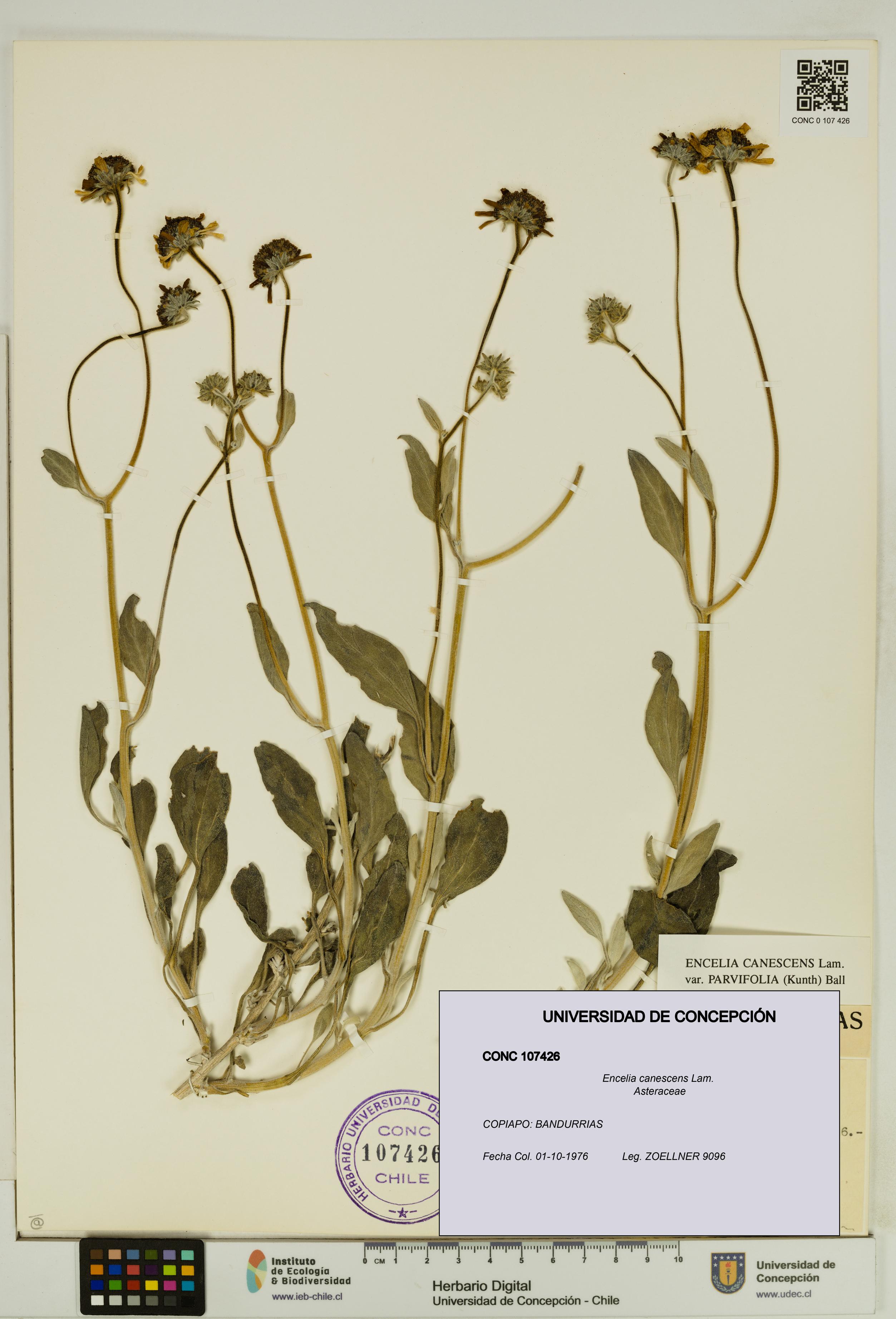 Encelia canescens [Espécimen: UDEC:CONC:0107426]
