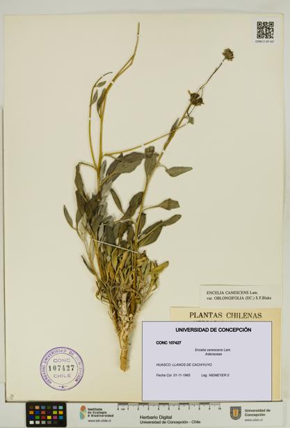 Encelia canescens [Espécimen: UDEC:CONC:0107427]