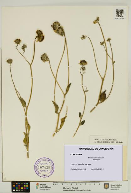 Encelia canescens [Espécimen: UDEC:CONC:0107428]