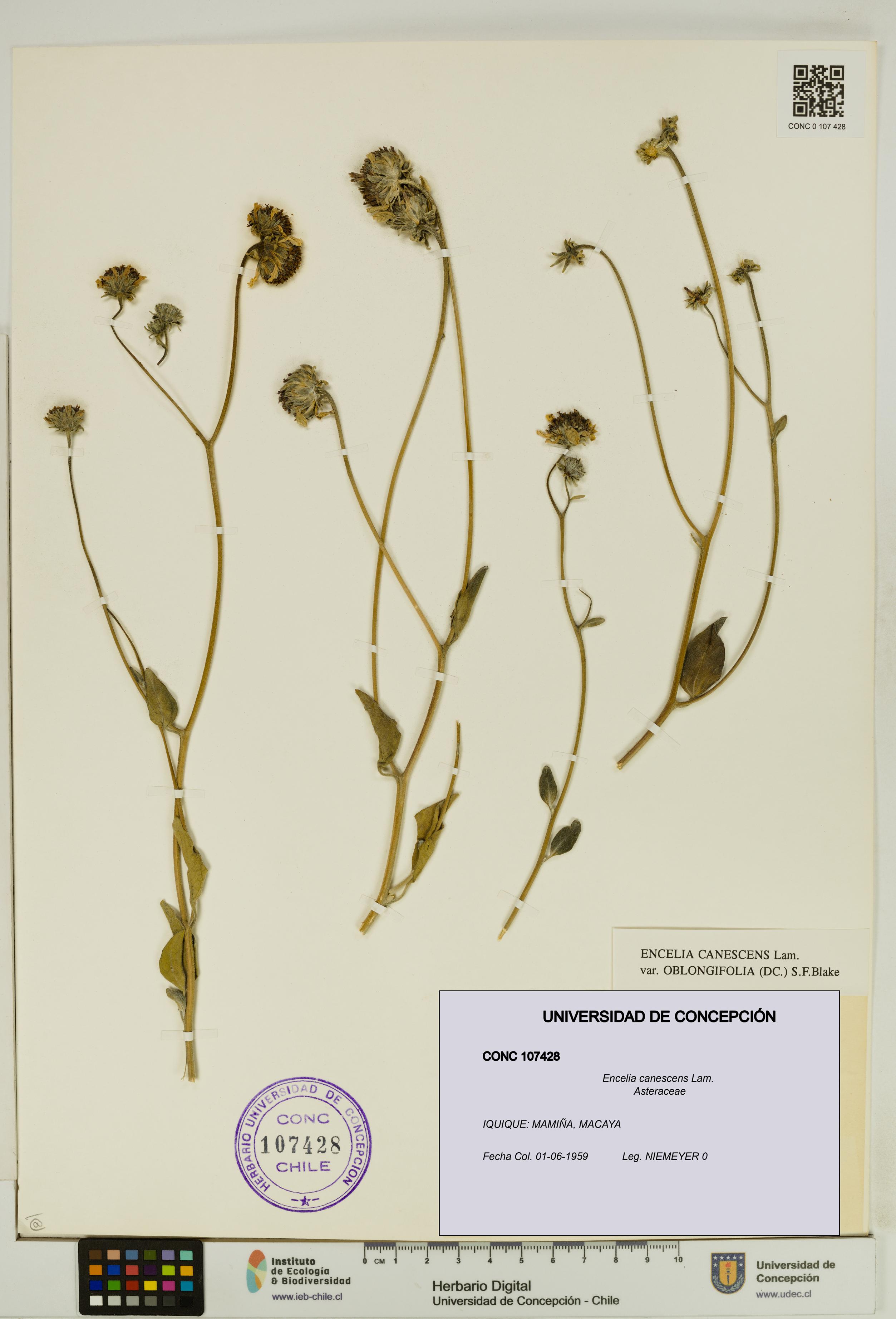 Encelia canescens [Espécimen: UDEC:CONC:0107428]