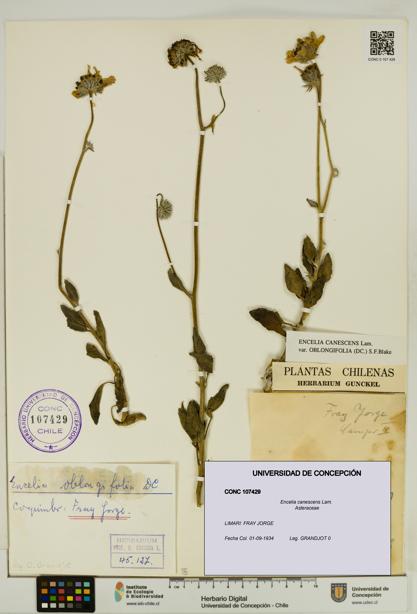 Encelia canescens [Espécimen: UDEC:CONC:0107429]