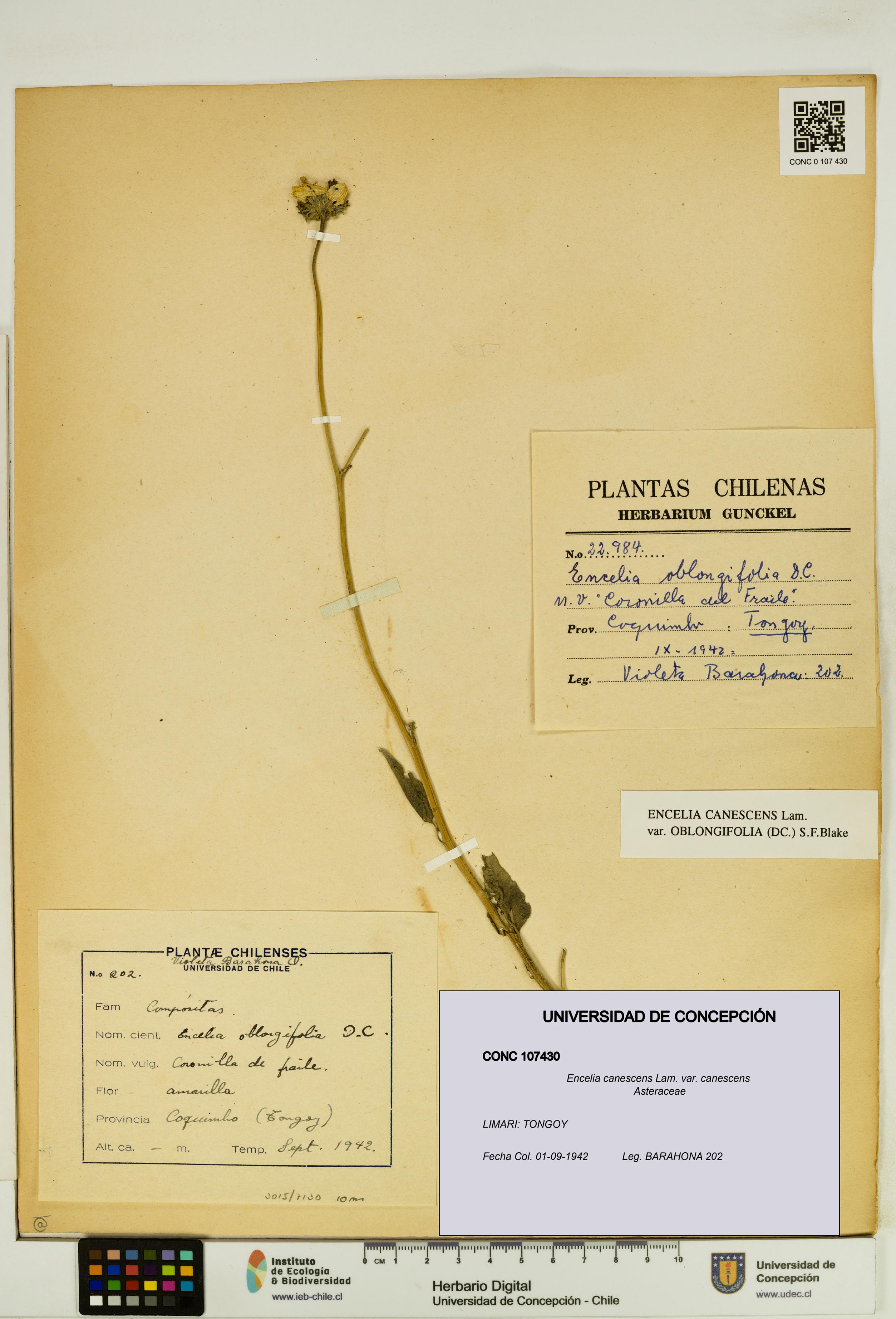 Encelia canescens [Espécimen: UDEC:CONC:0107430]