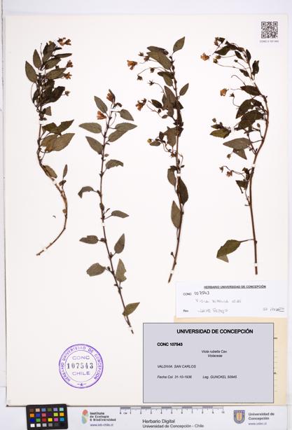 Viola rubella [Espécimen: ]