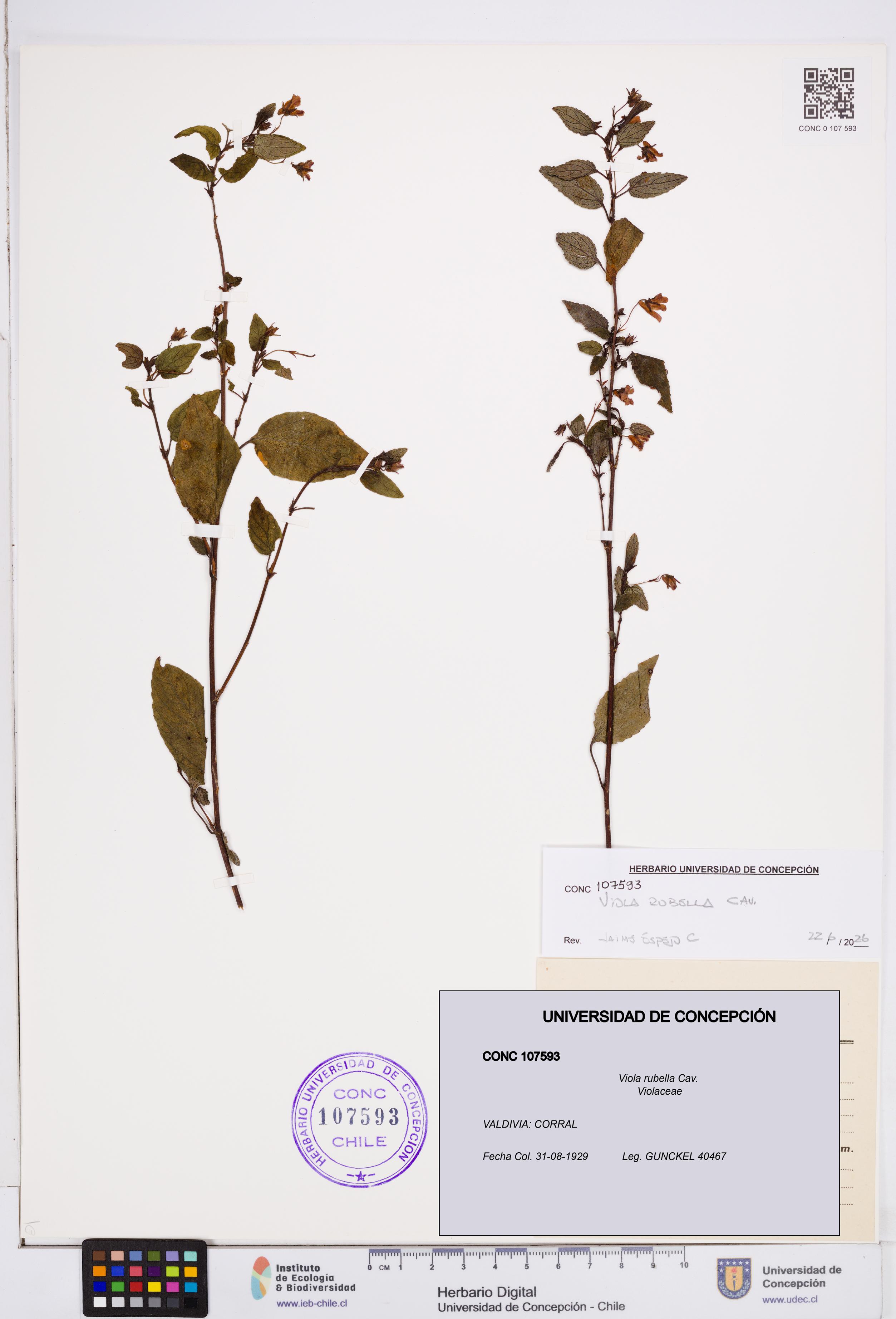 Viola rubella [Espécimen: ]