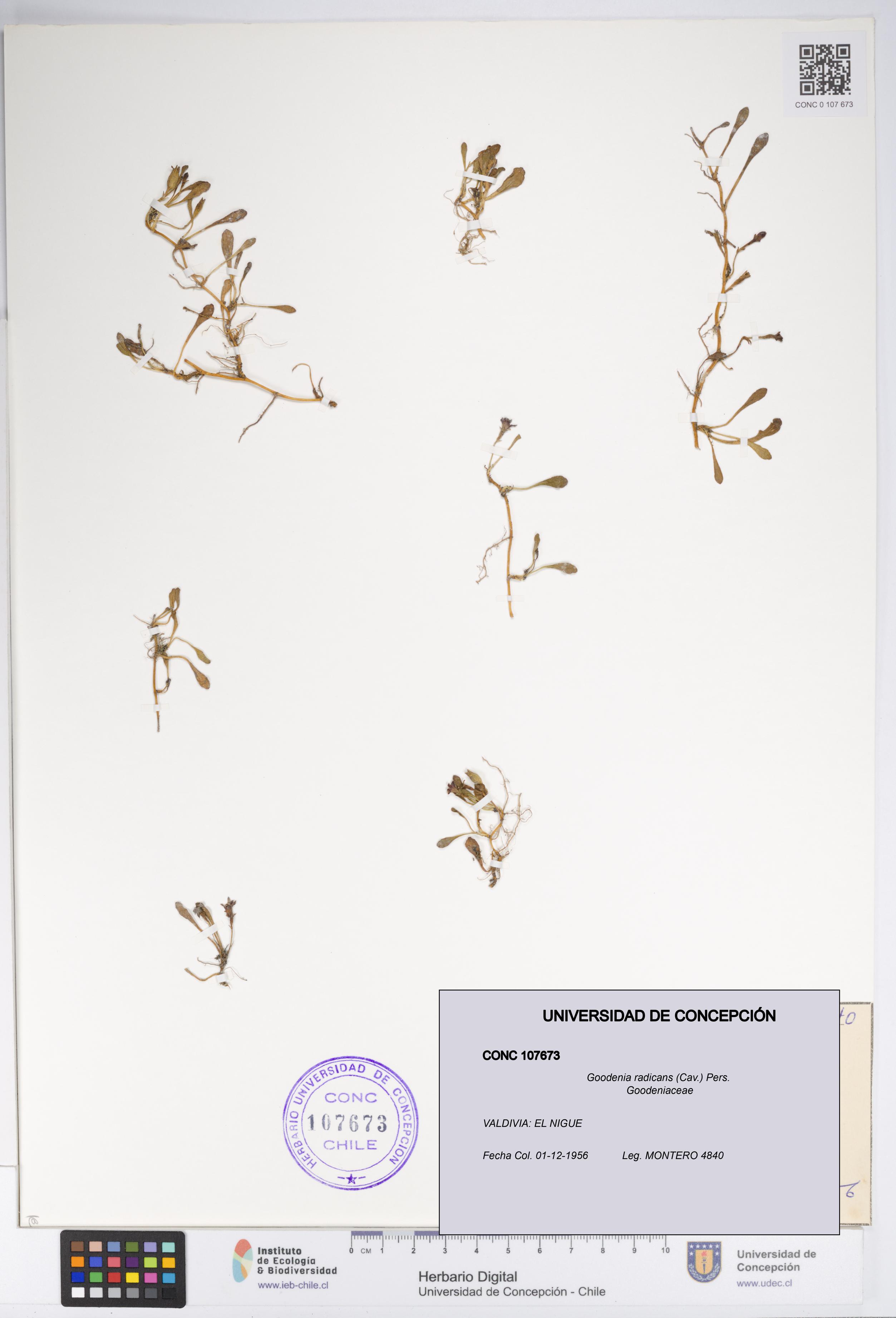 Goodenia radicans [Espécimen: UDEC:CONC:0107673]