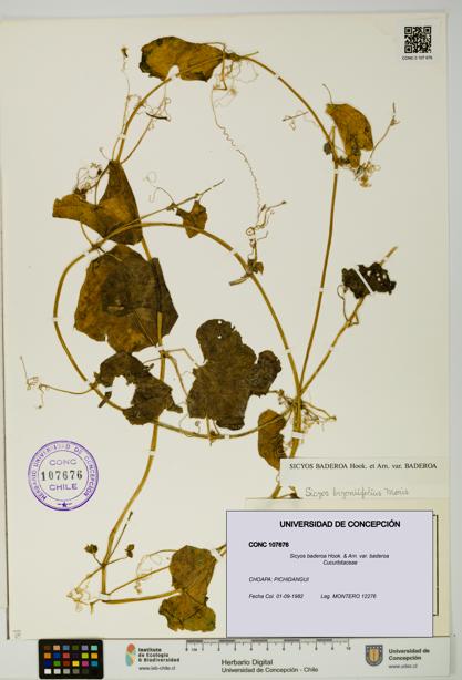 Sicyos baderoa var. baderoa [Espécimen: UDEC:CONC:0107676]