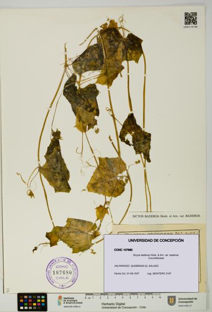 Sicyos baderoa var. baderoa [Espécimen: UDEC:CONC:0107680]