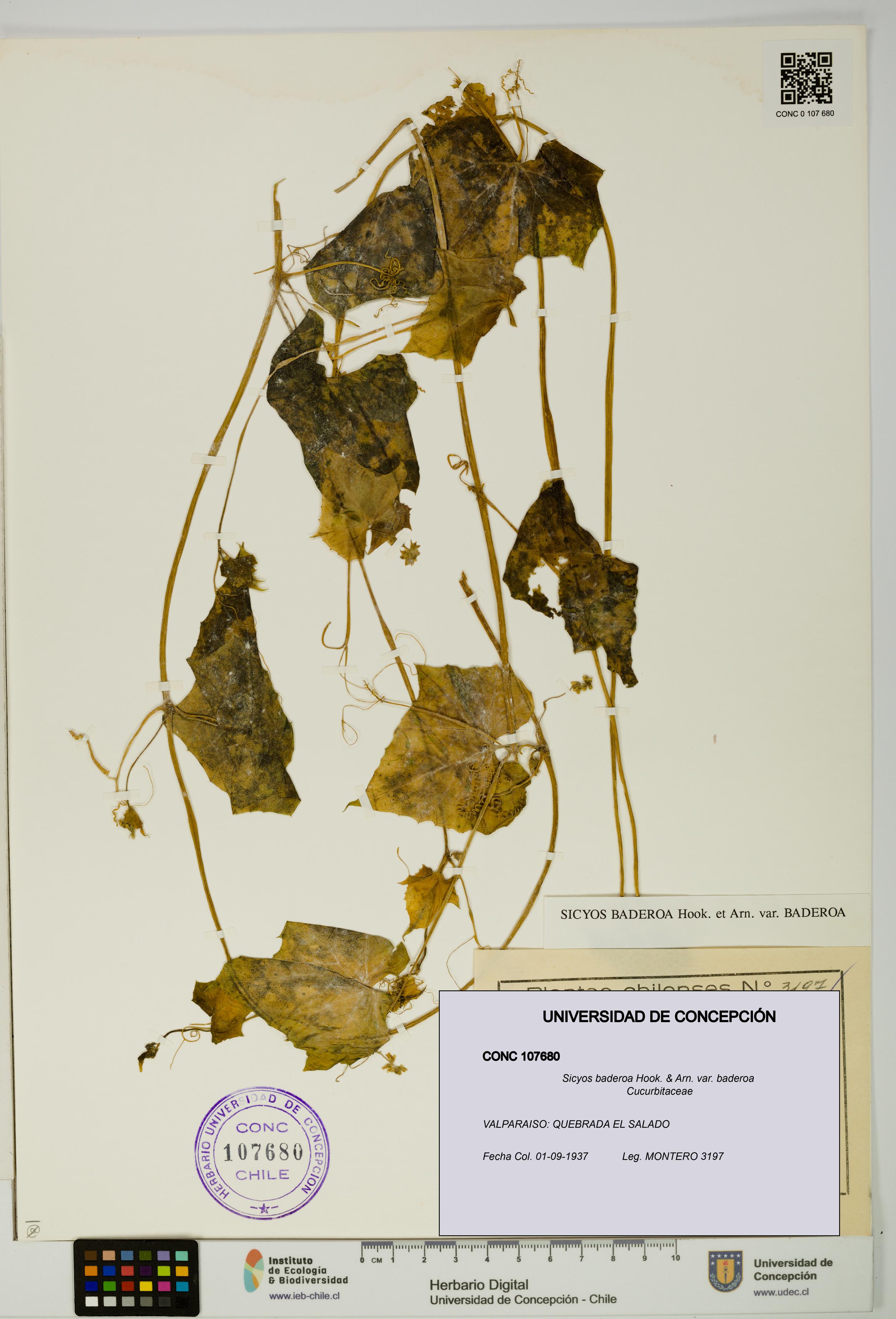 Sicyos baderoa var. baderoa [Espécimen: UDEC:CONC:0107680]