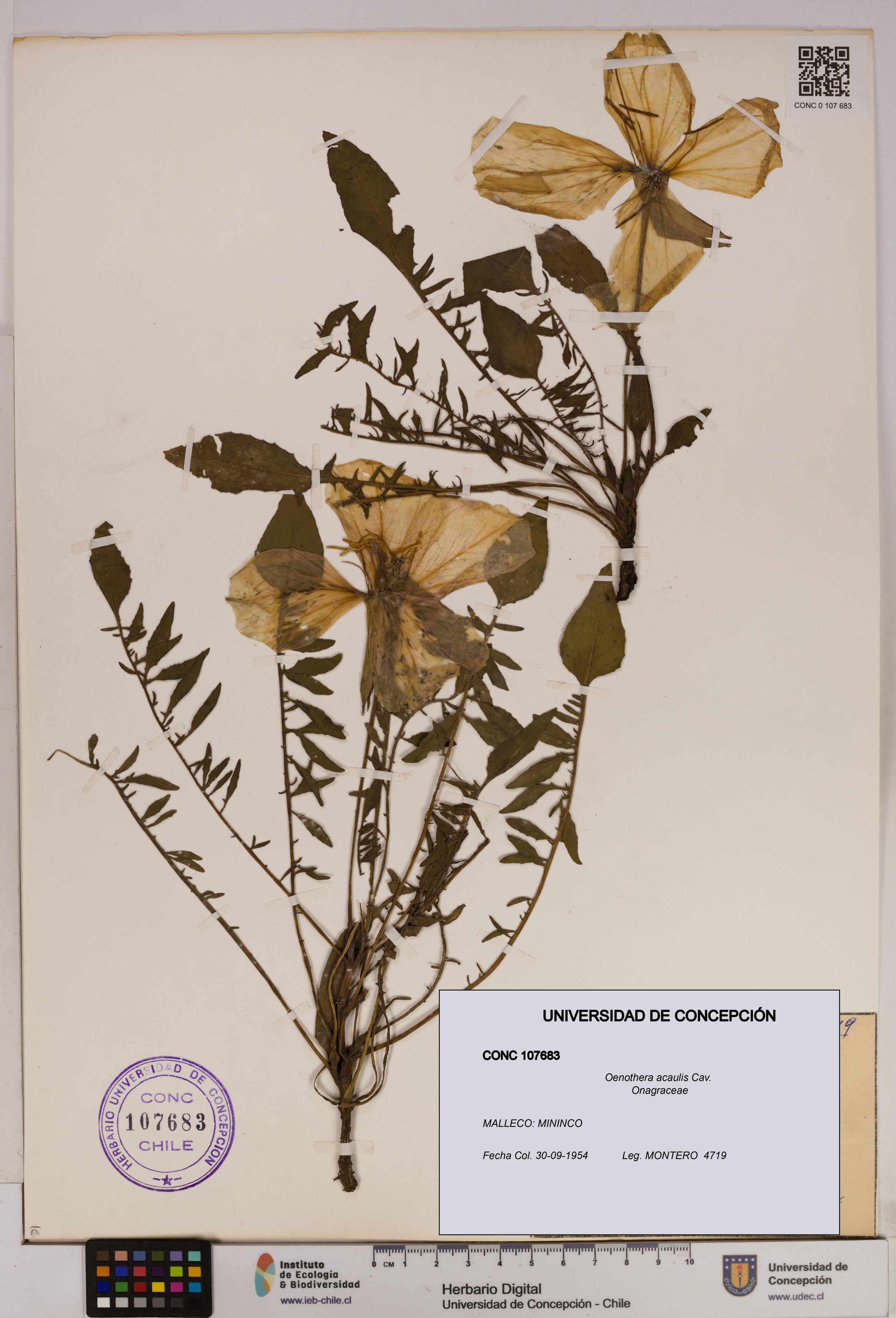 Oenothera acaulis [Espécimen: UDEC:CONC:0107683]