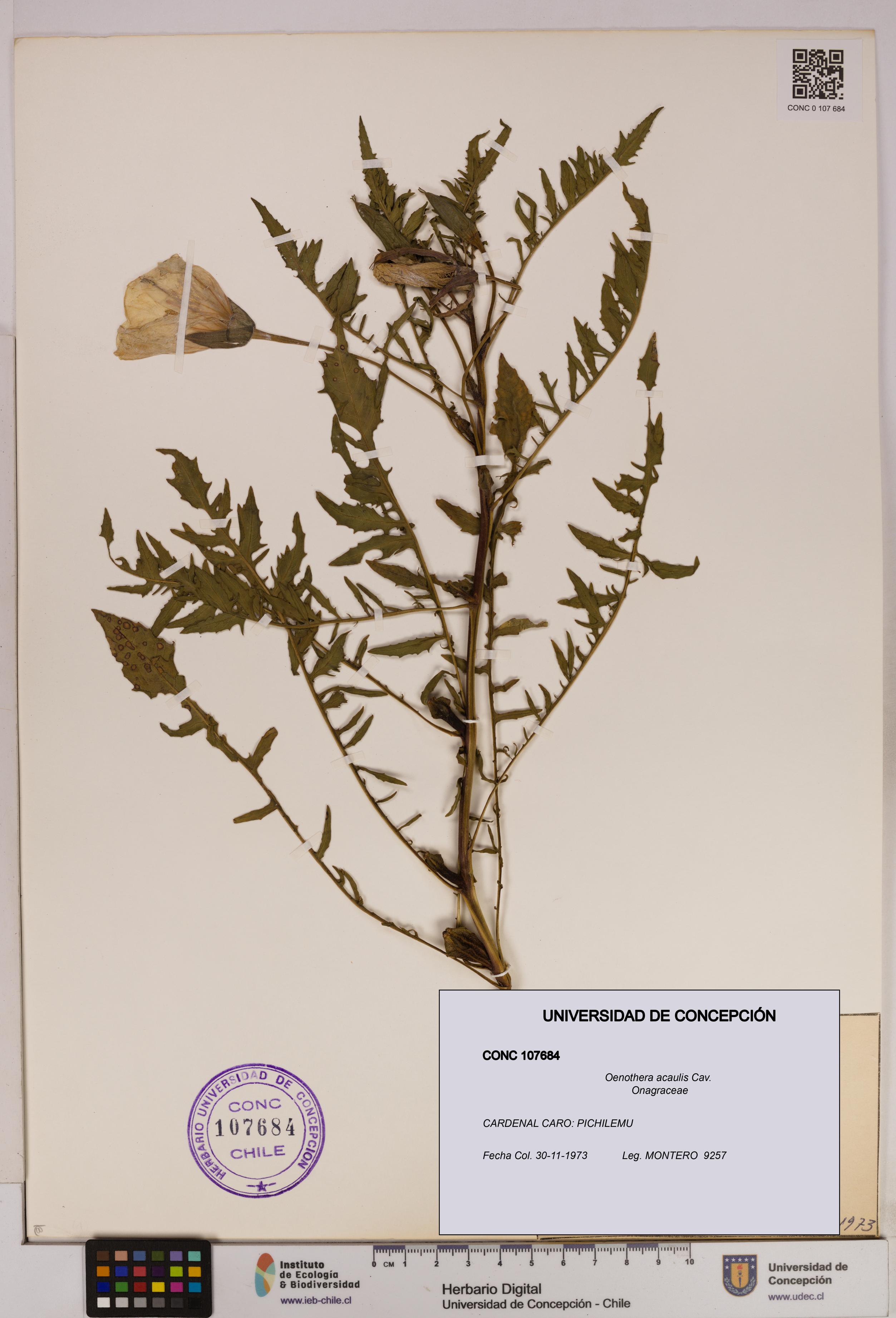 Oenothera acaulis [Espécimen: UDEC:CONC:0107684]