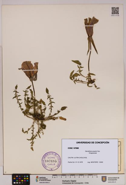 Oenothera acaulis [Espécimen: UDEC:CONC:0107685]