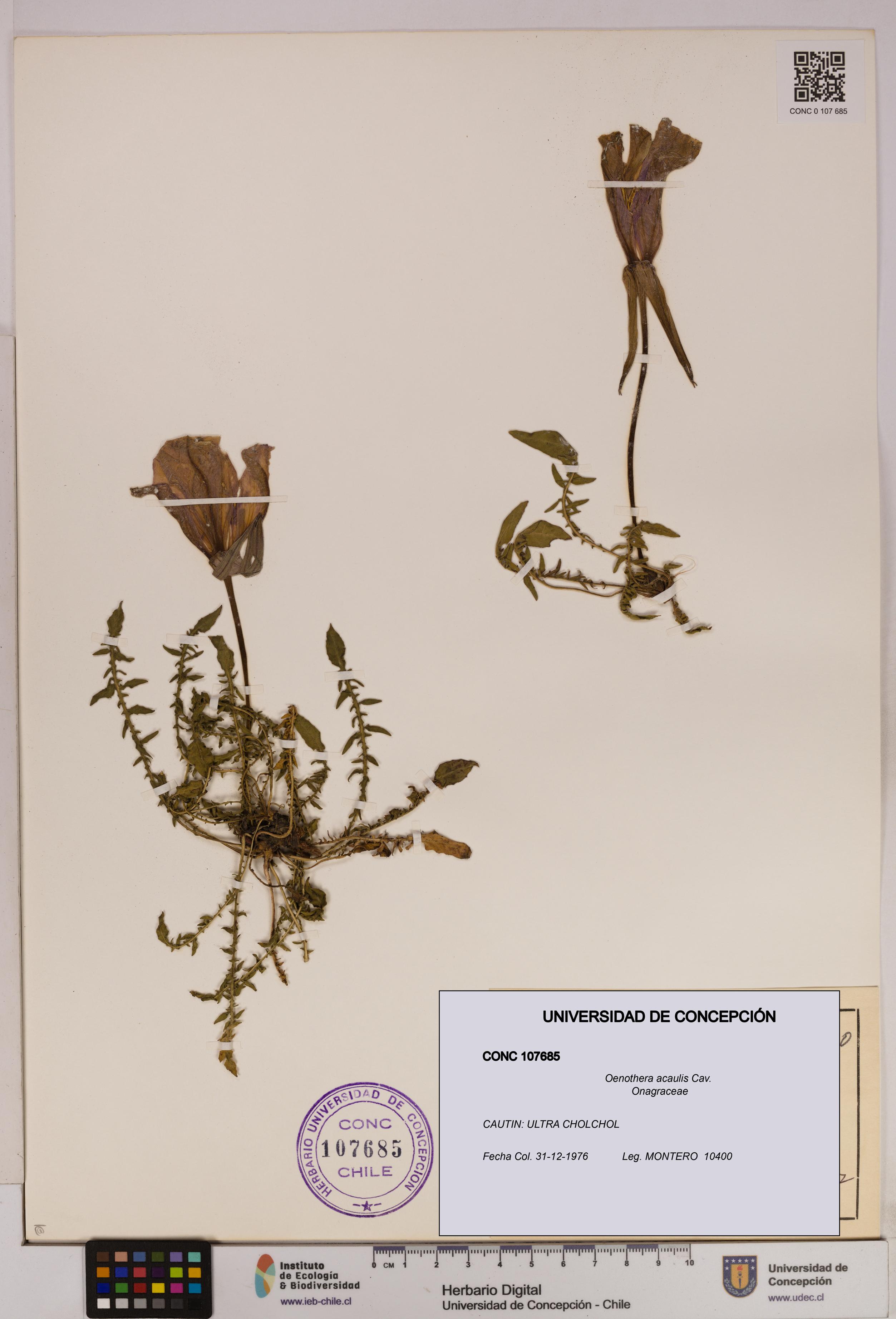 Oenothera acaulis [Espécimen: UDEC:CONC:0107685]