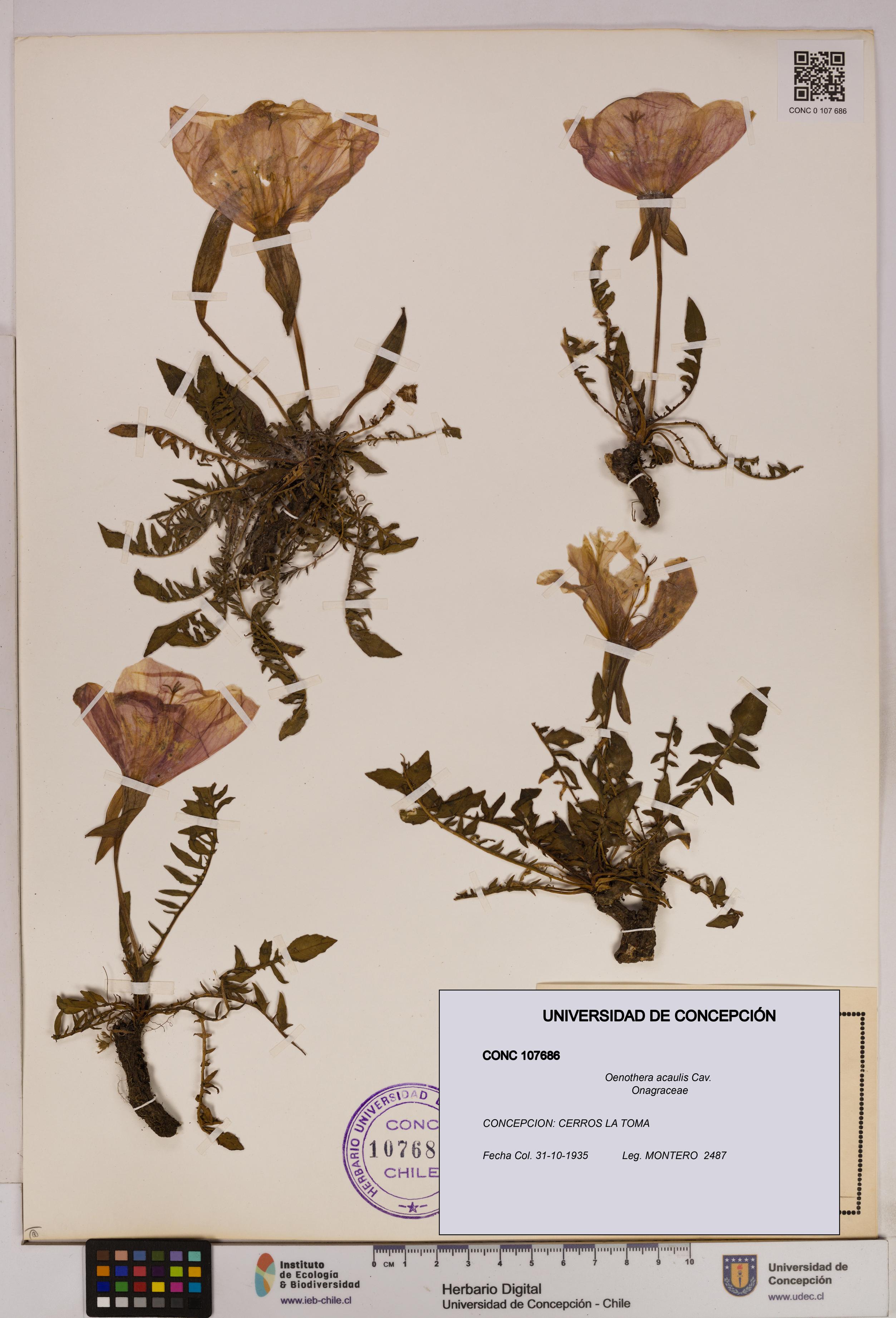 Oenothera acaulis [Espécimen: UDEC:CONC:0107686]