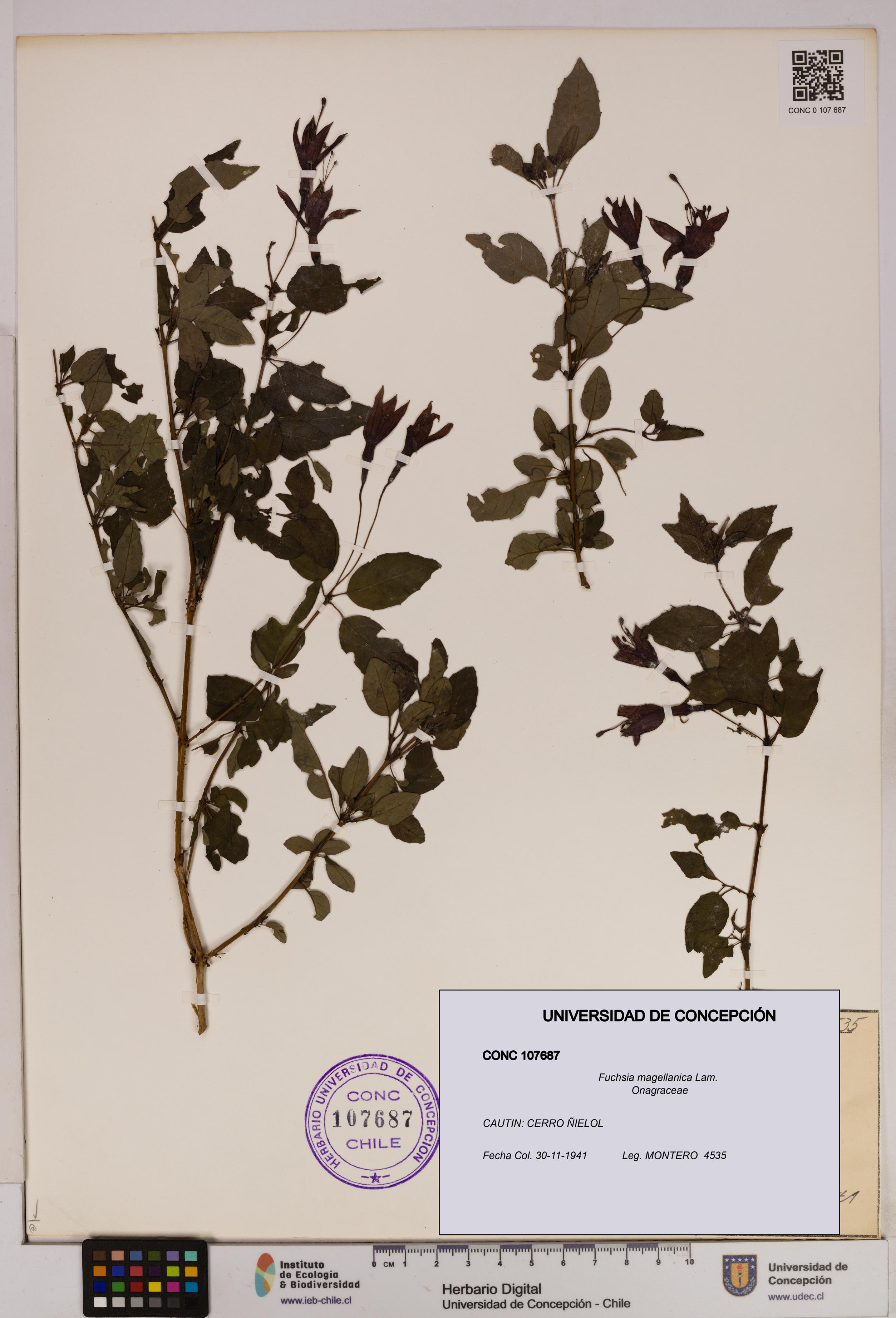 Fuchsia magellanica [Espécimen: UDEC:CONC:0107687]