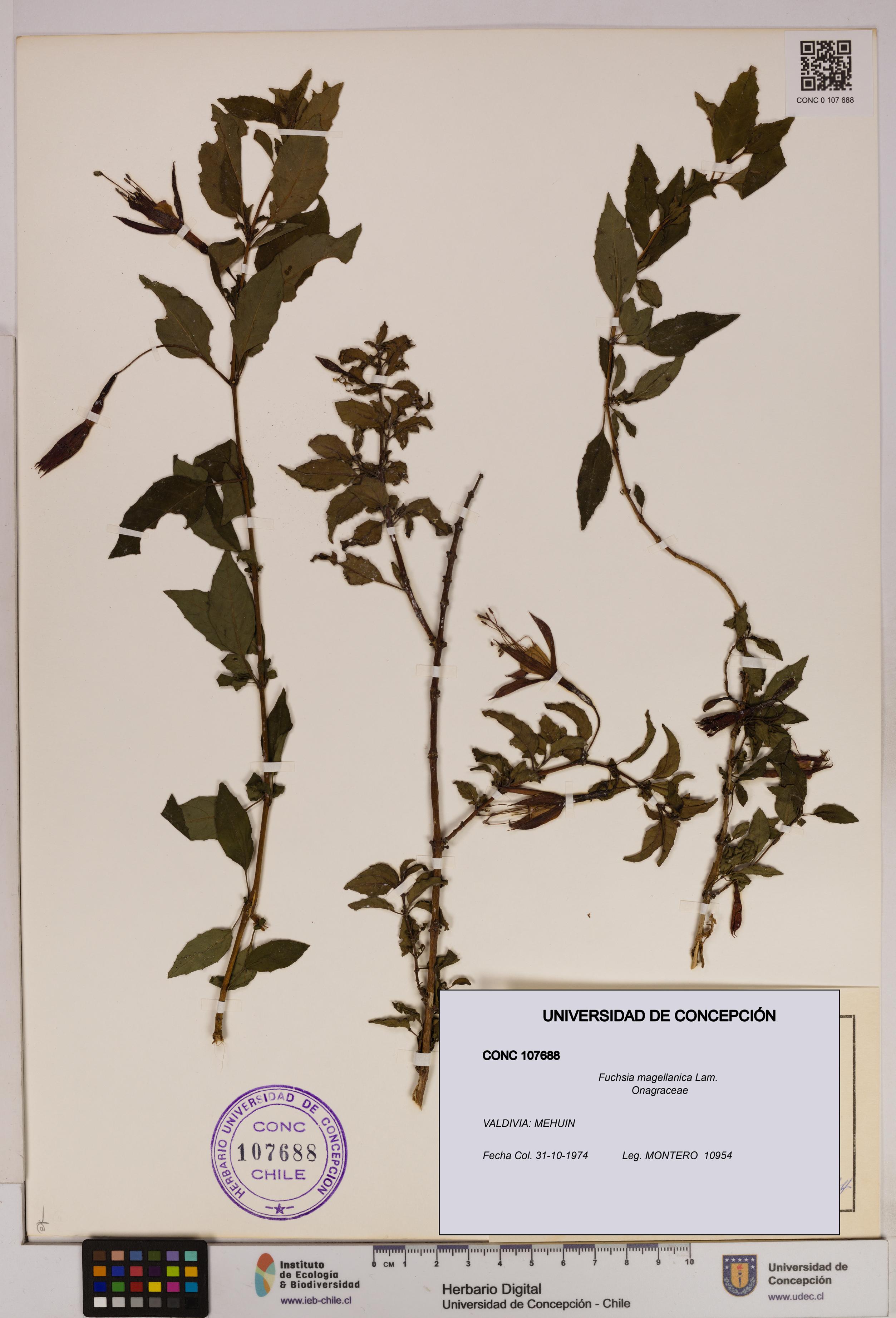 Fuchsia magellanica [Espécimen: UDEC:CONC:0107688]