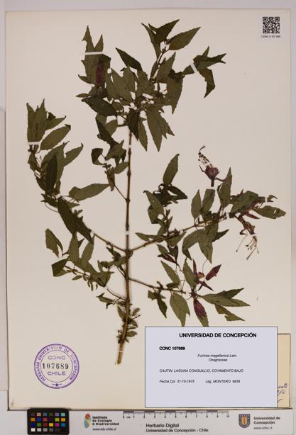 Fuchsia magellanica [Espécimen: UDEC:CONC:0107689]