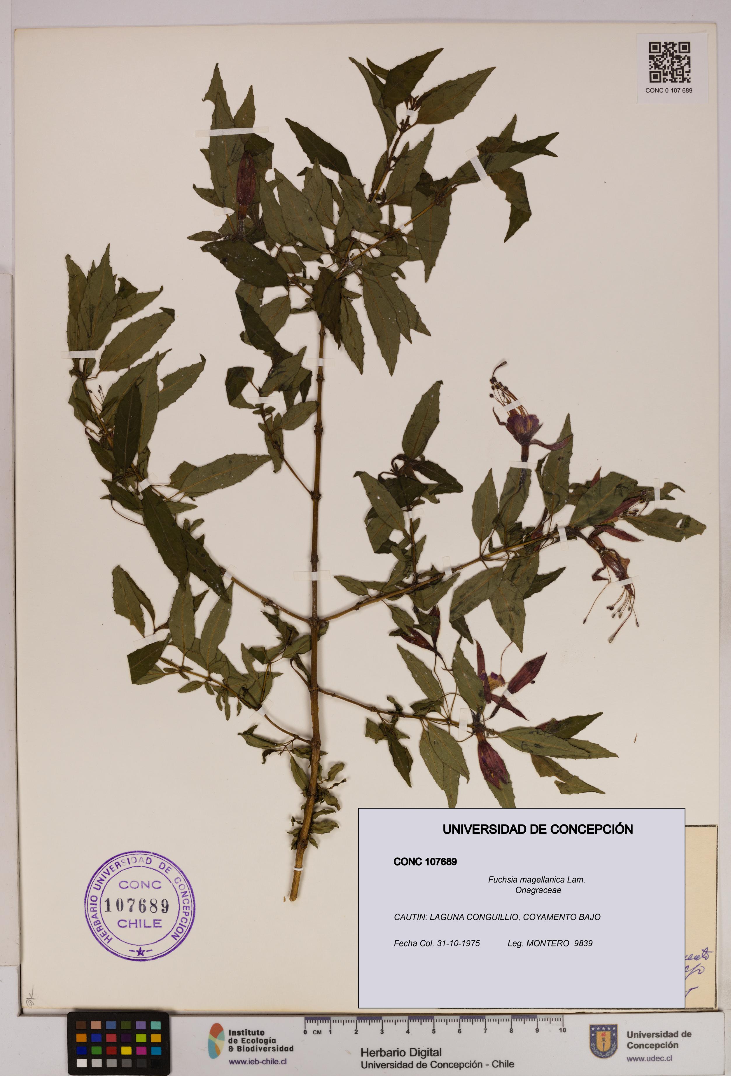 Fuchsia magellanica [Espécimen: UDEC:CONC:0107689]