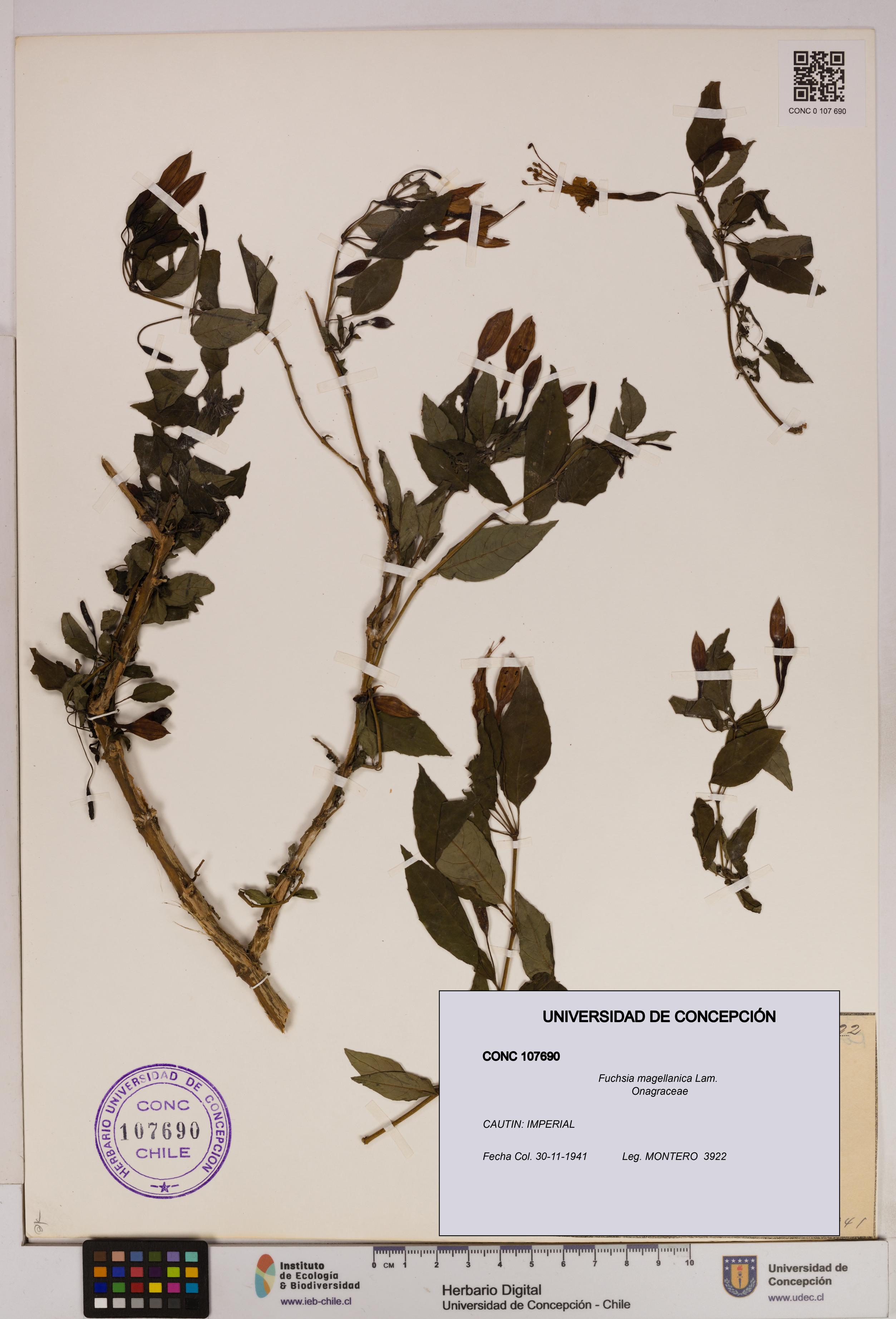 Fuchsia magellanica [Espécimen: UDEC:CONC:0107690]