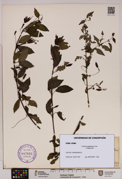 Fuchsia magellanica [Espécimen: UDEC:CONC:0107691]