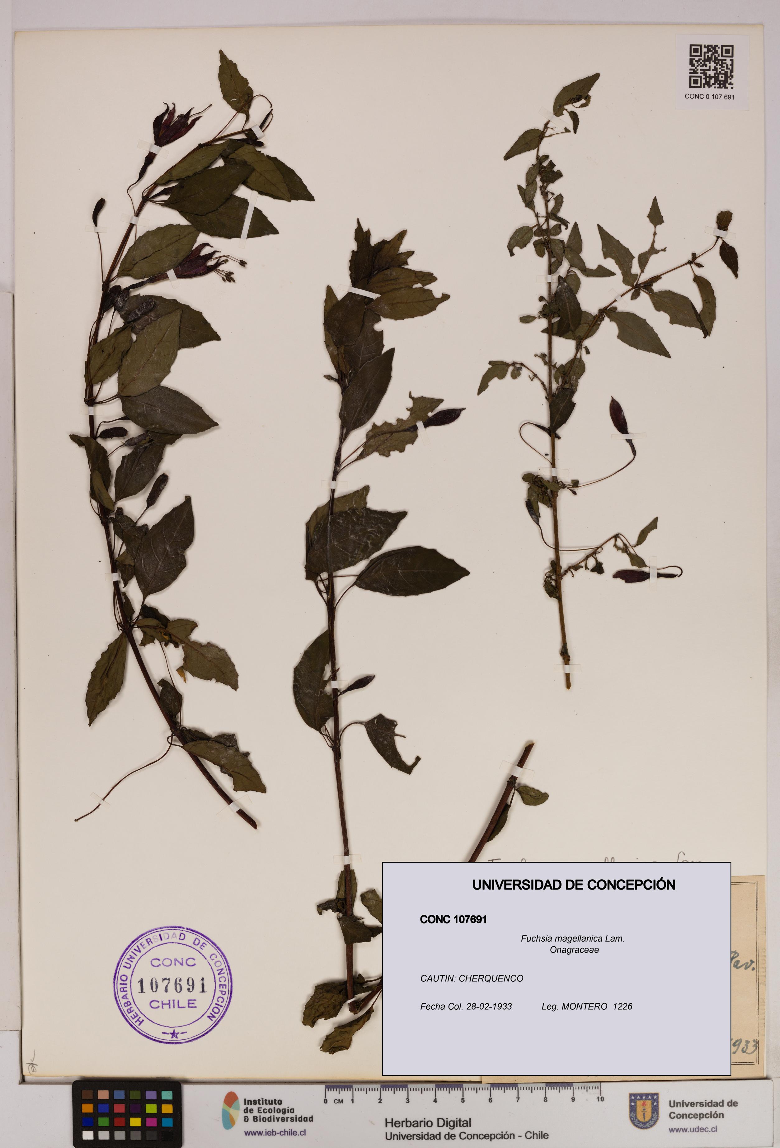 Fuchsia magellanica [Espécimen: UDEC:CONC:0107691]