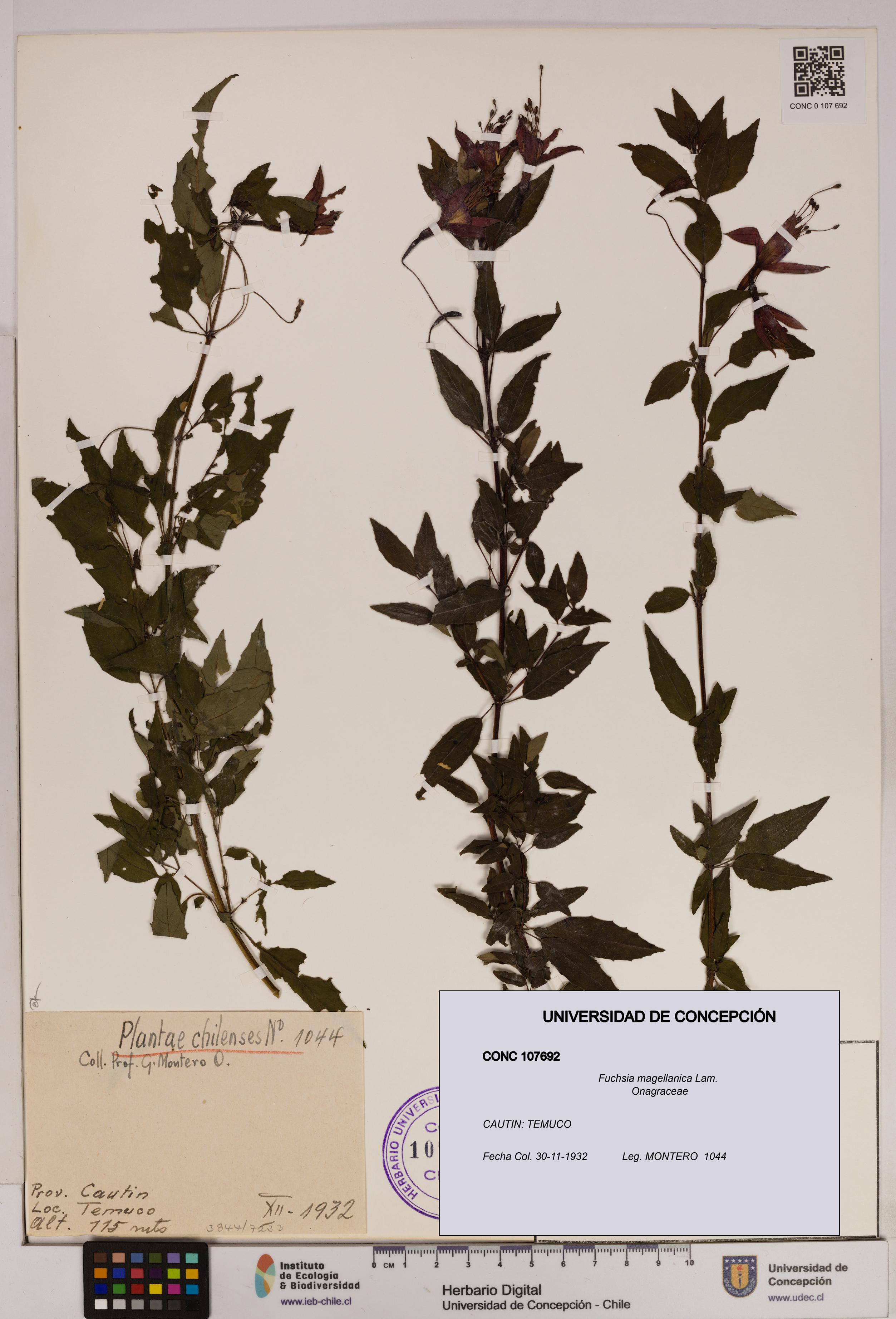 Fuchsia magellanica [Espécimen: UDEC:CONC:0107692]